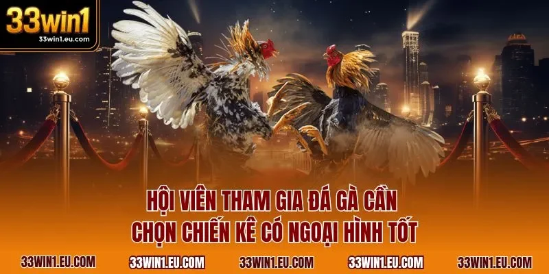  Hội viên tham gia đá gà cần chọn chiến kê có ngoại hình tốt