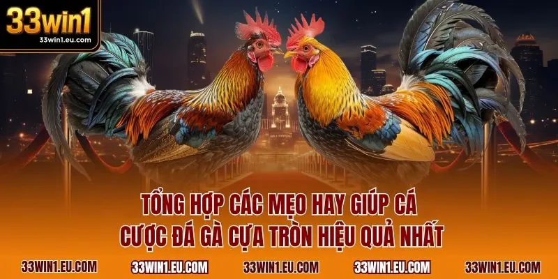 Tổng hợp các mẹo hay giúp cá cược đá gà cựa tròn hiệu quả nhất